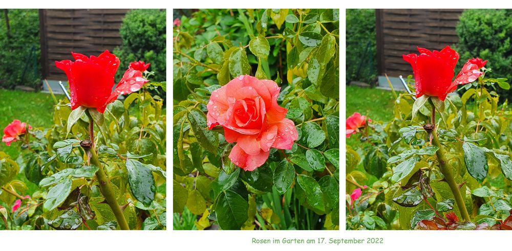 Rosen nach dem Regen**