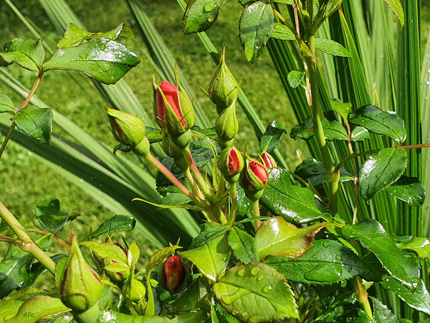 Rosen nach dem Regen**