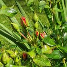 Rosen nach dem Regen**