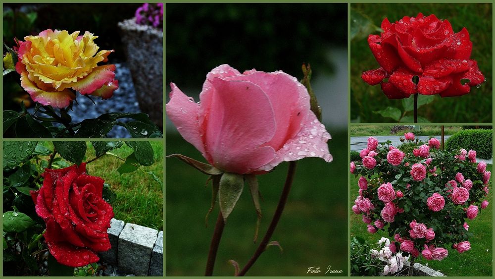 Rosen nach dem Regen 