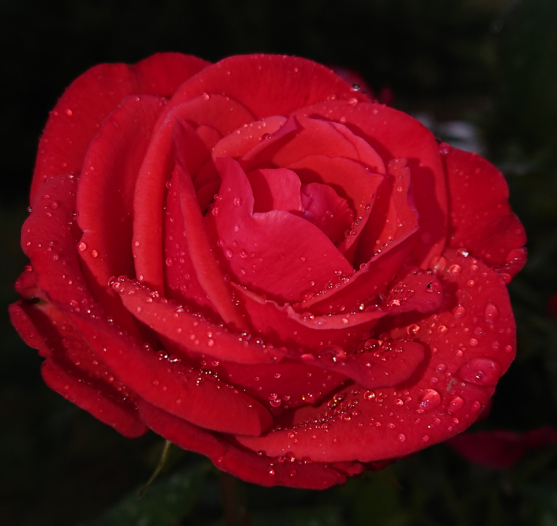 Rosen nach dem Regen 