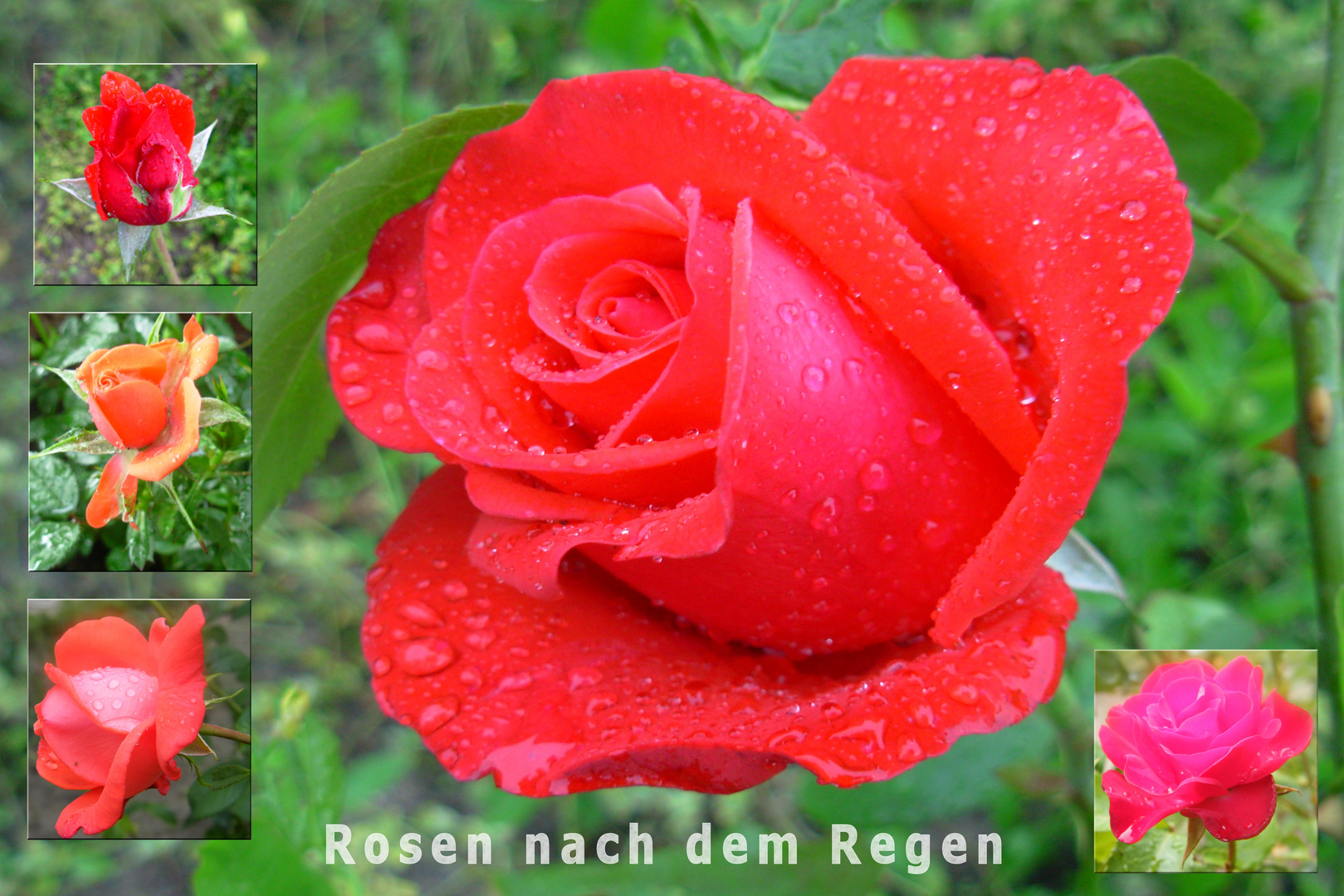 Rosen nach dem Regen