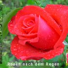 Rosen nach dem Regen