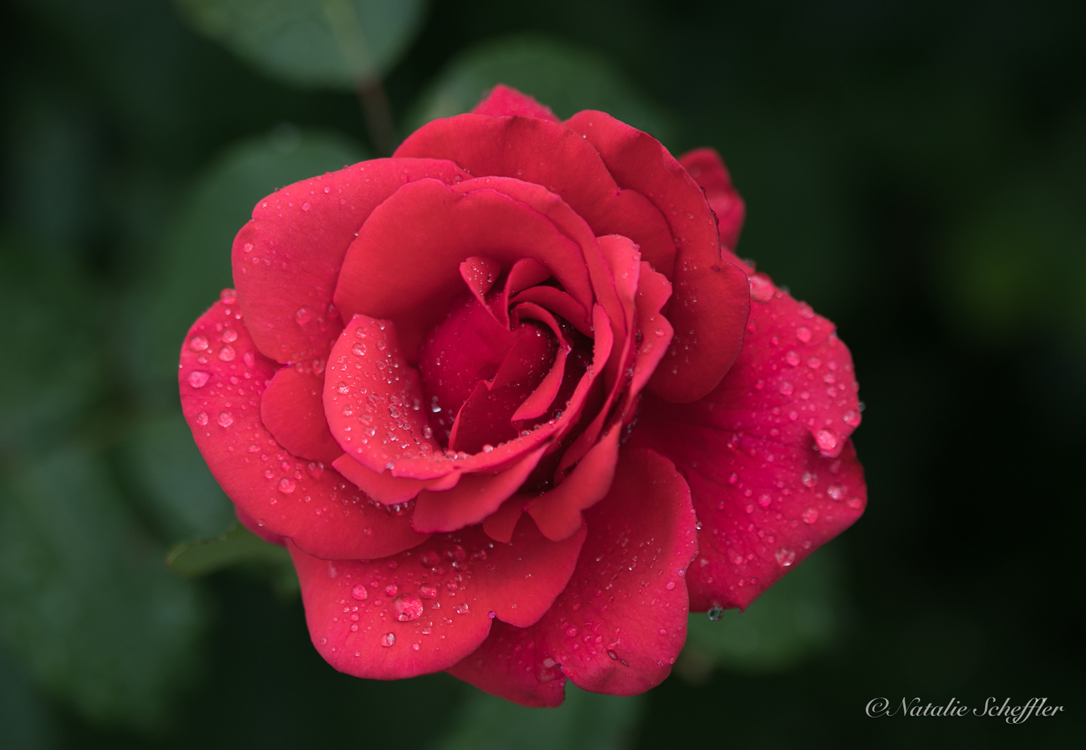 Rosen nach dem Regen