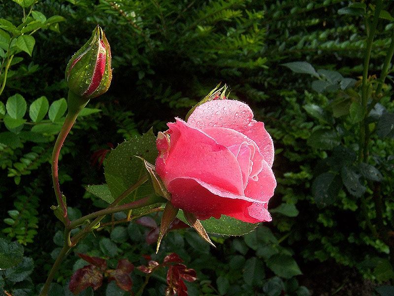 Rosen nach (künstlichen) Regen