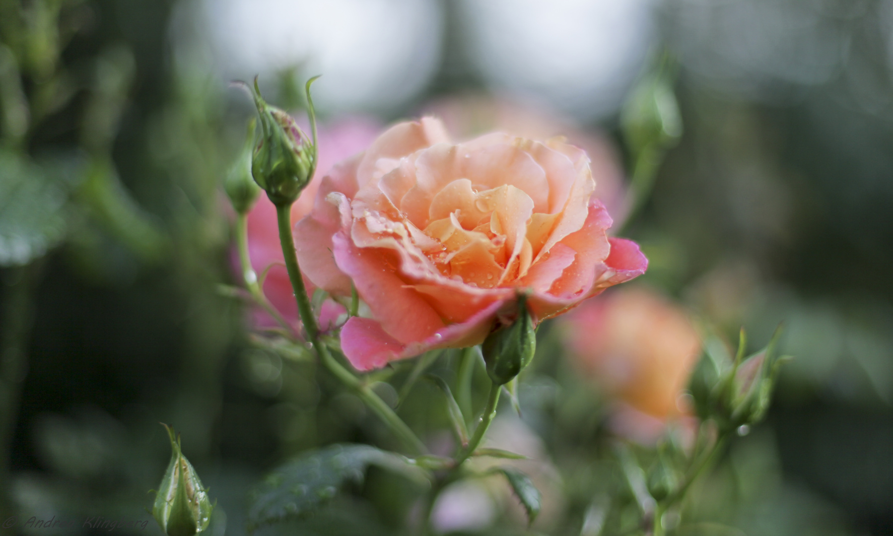 Rosen nach Sommerregen