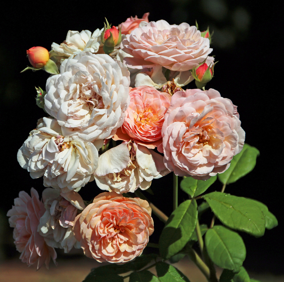 Rosen nach Sommerregen