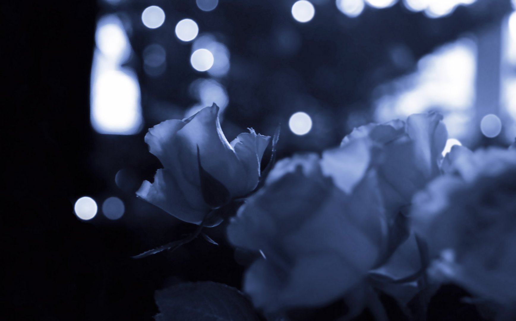 Rosen (oder Tulpen) in der Nacht