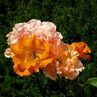 Rosen orange-rosa  mit Biene 