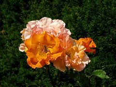 Rosen orange-rosa  mit Biene 