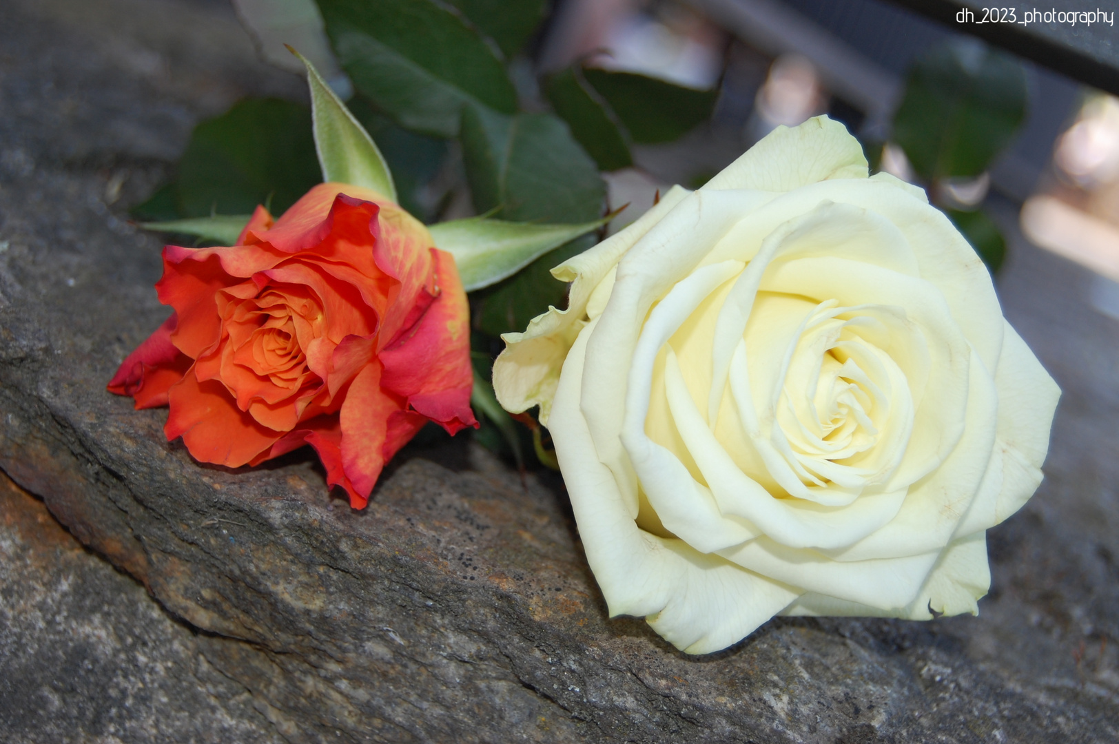 Rosen orange und weiß