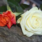 Rosen orange und weiß