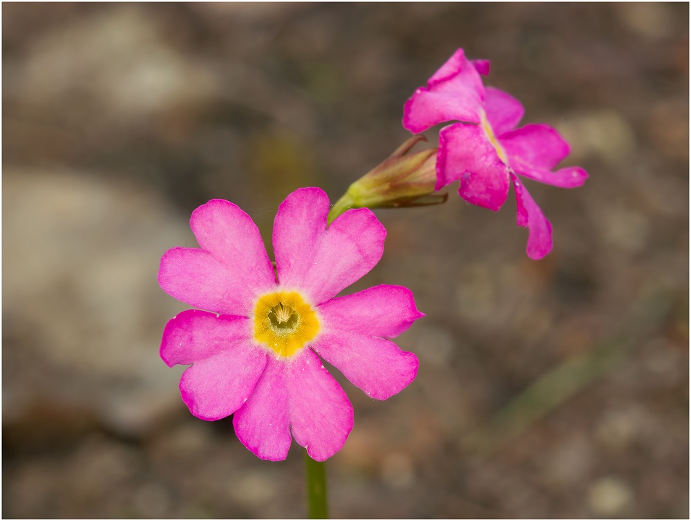 Rosen-Primel (Primula rosea)