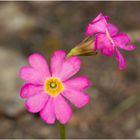 Rosen-Primel (Primula rosea)