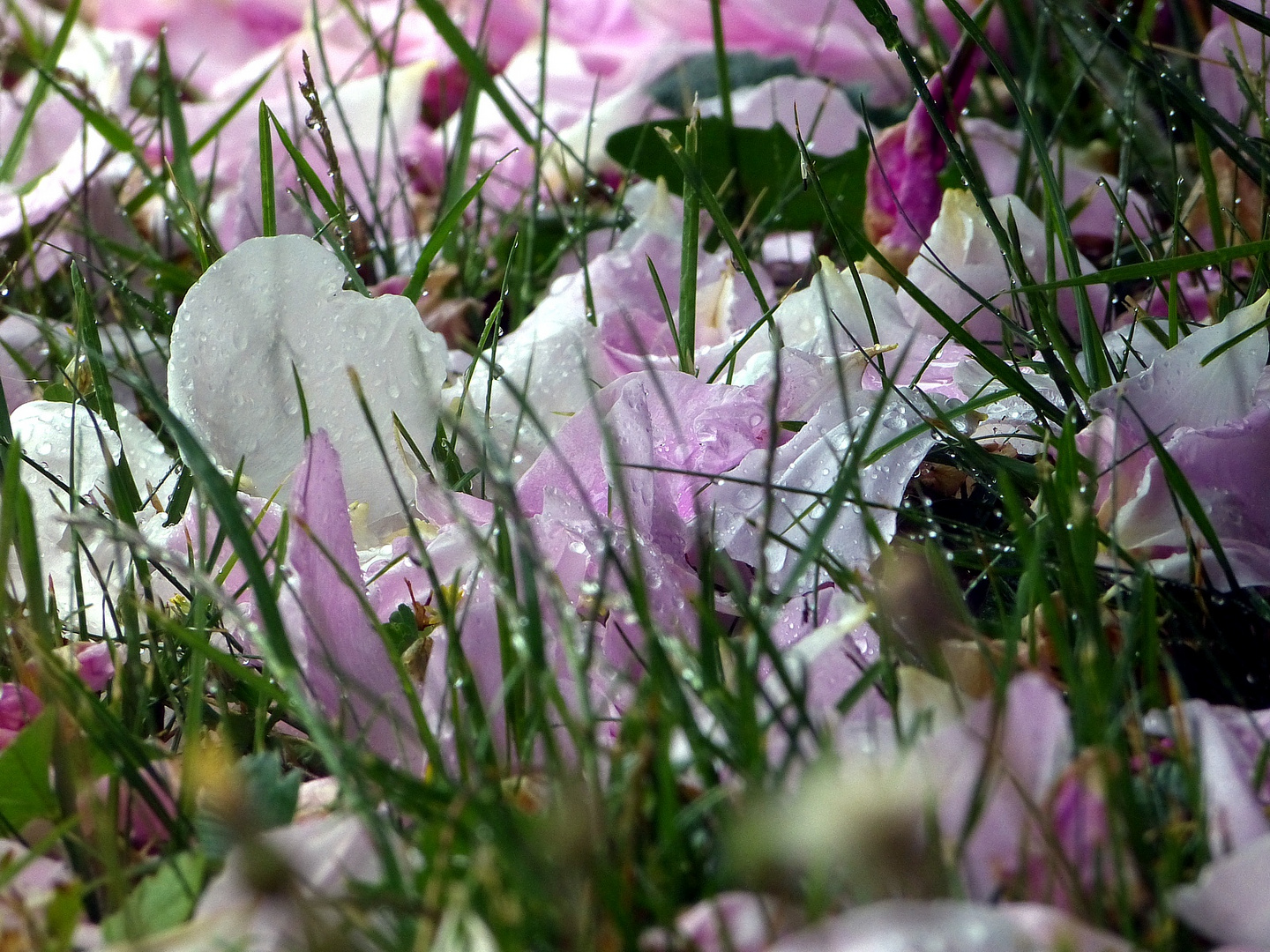 Rosen, Rasen, Regen