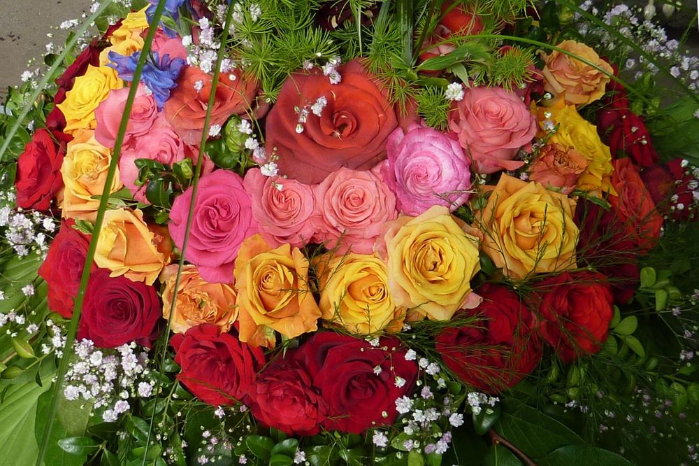 Rosen-Regenbogen in Rosenausstellung