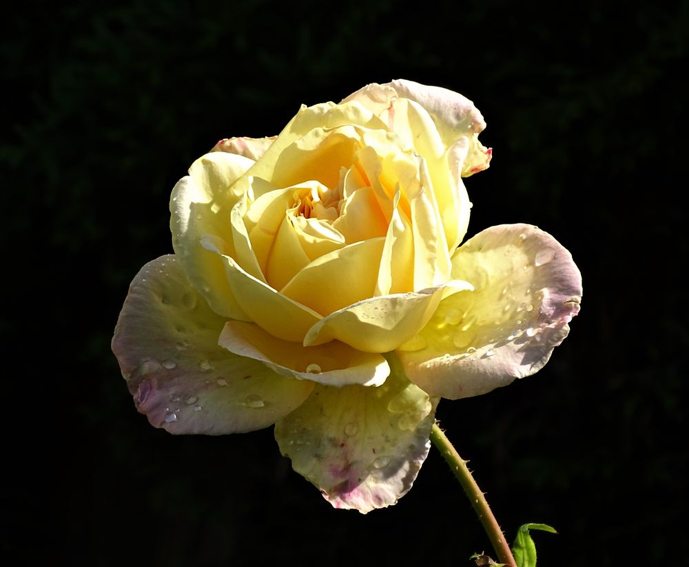 Rosen (Rosa) Foto & Bild | natur, landschaft, blumen Bilder auf ...