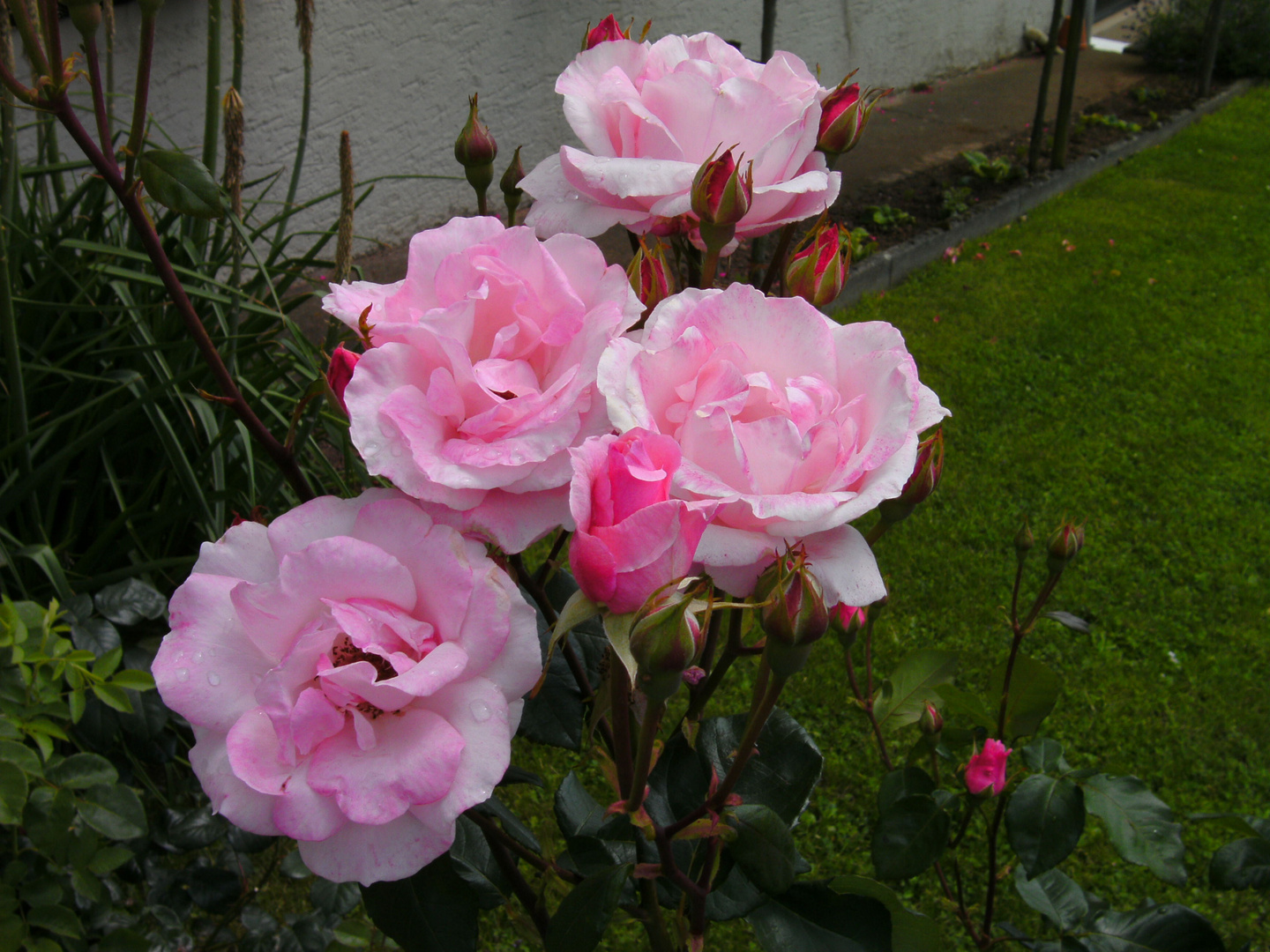 Rosen ( rosa )