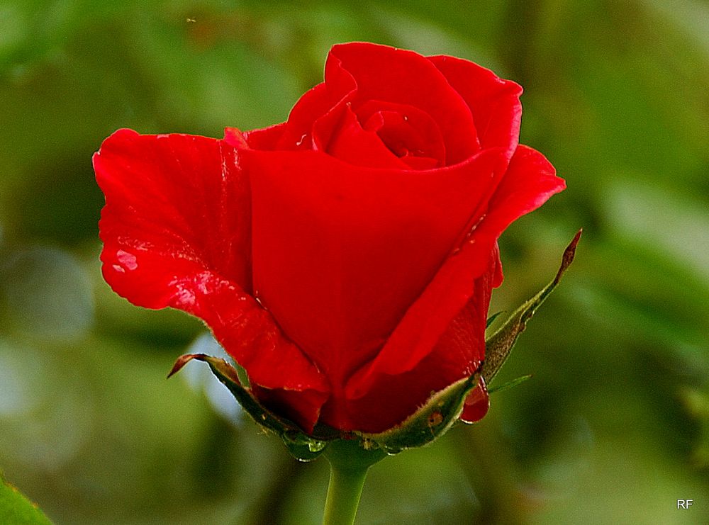 Rosen-Rot Foto & Bild | pflanzen, pilze & flechten, blüten