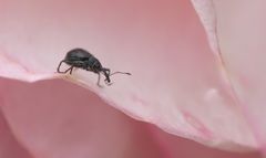 Rosen-Rüsselkäfer im Rosenkosmos