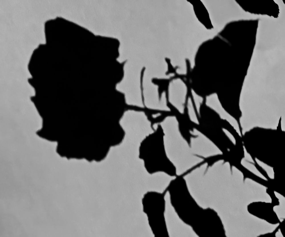 Rosen Schatten Schönheit