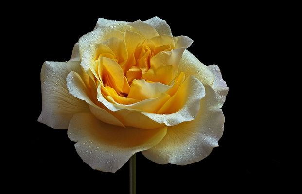 ROSEN SCHÖNHEIT - ( Stacking Bild ) 