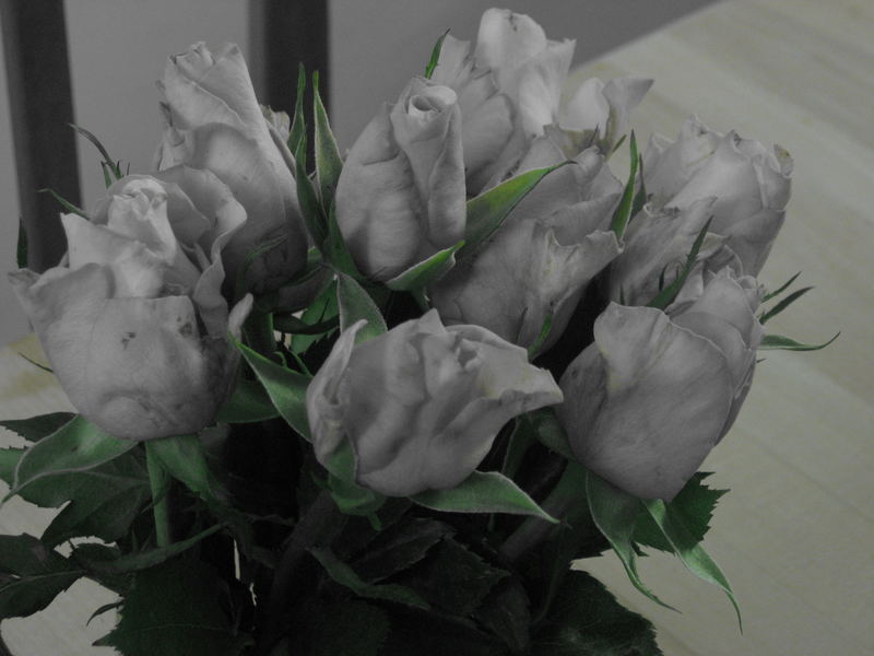 rosen schwarz weiß