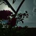 Rosen Sonne (Bearbeitet) (Streetfotografie ohne Menschen)
