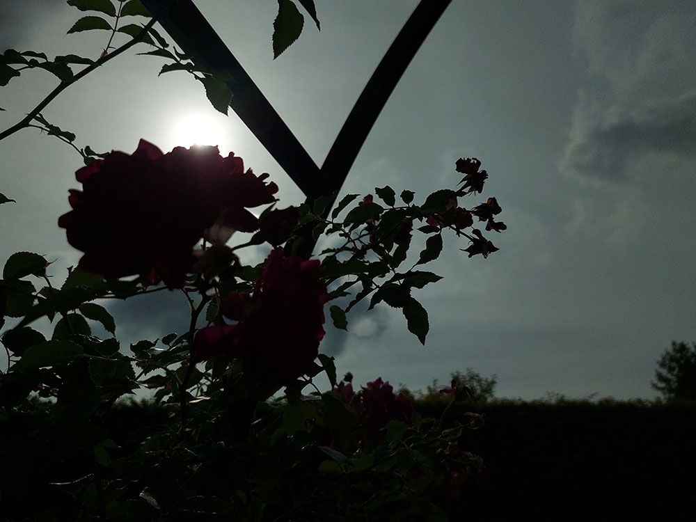 Rosen Sonne (Streetfotografie ohne Menschen)