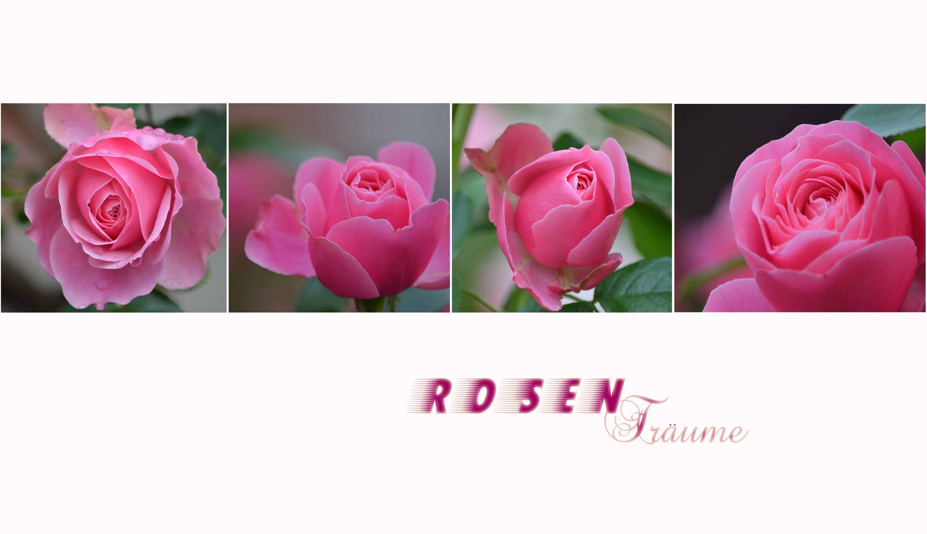 ROSEN Träume