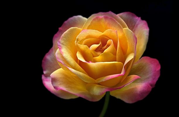 ROSEN TRÄUME - ( Stacking Bild ) 