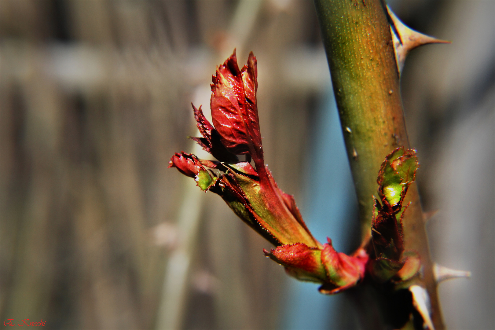 Rosen-Trieb-Blätter 