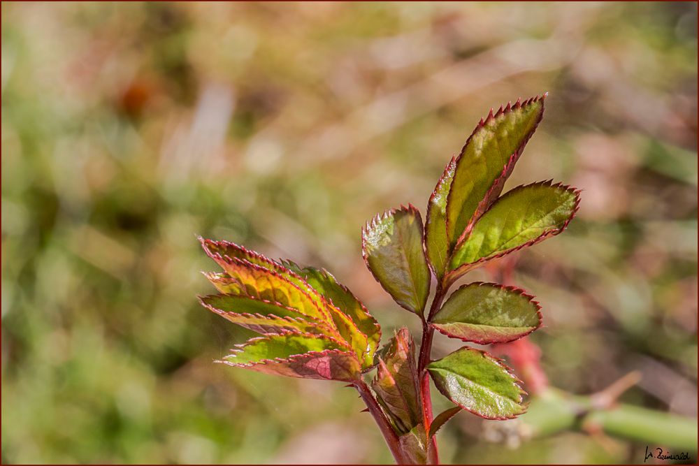 RosenTriebe Foto & Bild naturkreativ, blumen pflanzen, natur Bilder auf