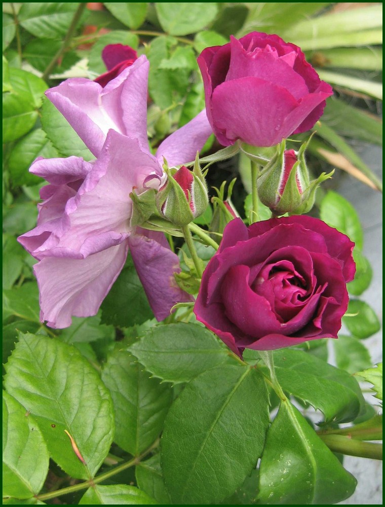 Rosen Tulpen und Narzissen alles darf die Mutter wissen..... Foto
