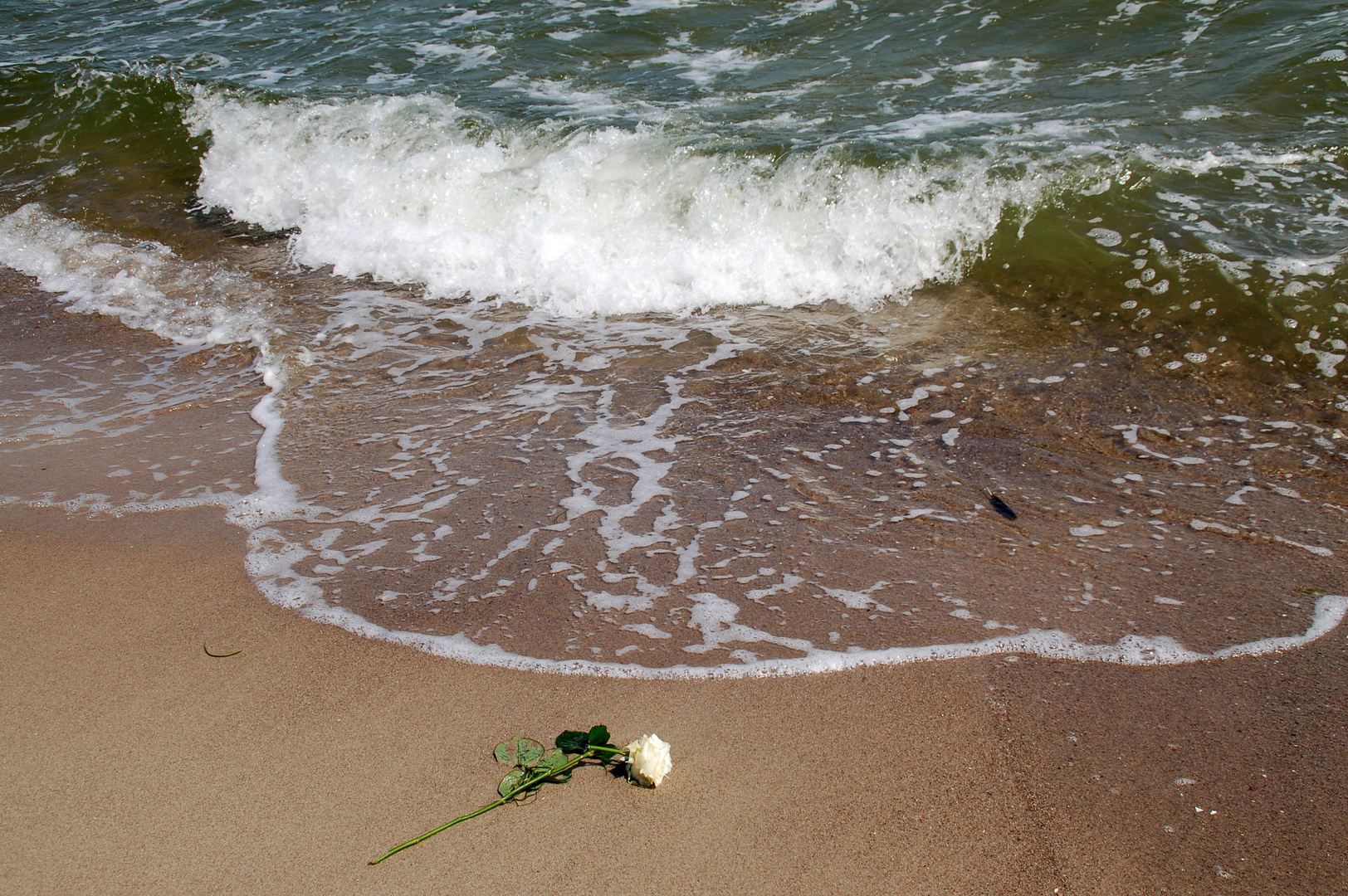 Rosen übers Meer gestreut