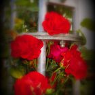 Rosen überwiegen die Liebe bis in alle Ewigkeit