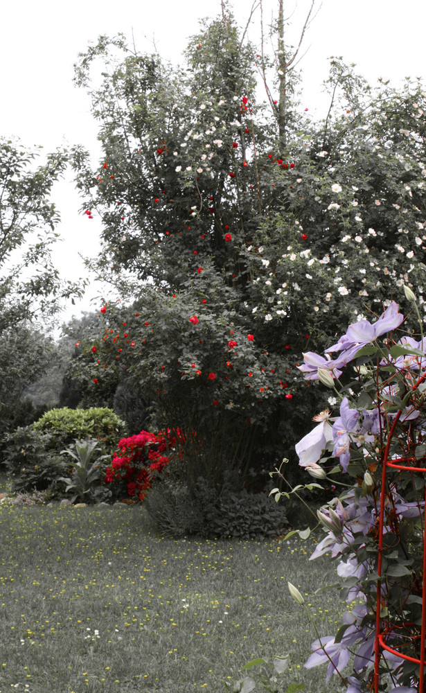 Rosen umschlingen toten Baum