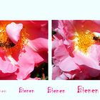 Rosen und Bienen