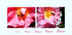 Rosen und Bienen