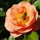 Rosen und Bienen sind die Vorboten des Sommers