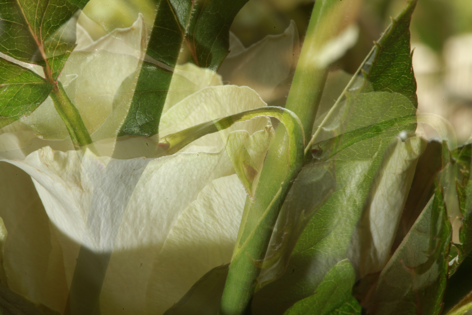 Rosen und Blätter