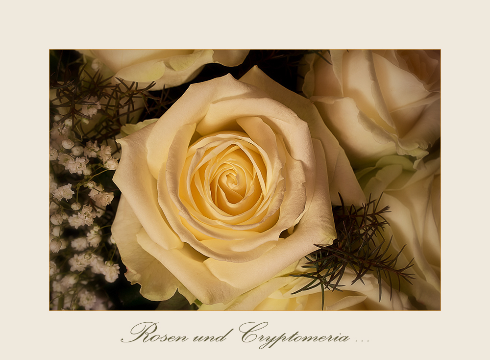 Rosen und Chryptomeria -