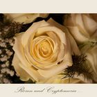 Rosen und Chryptomeria -