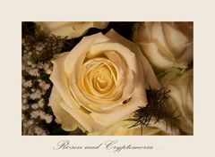 Rosen und Chryptomeria -