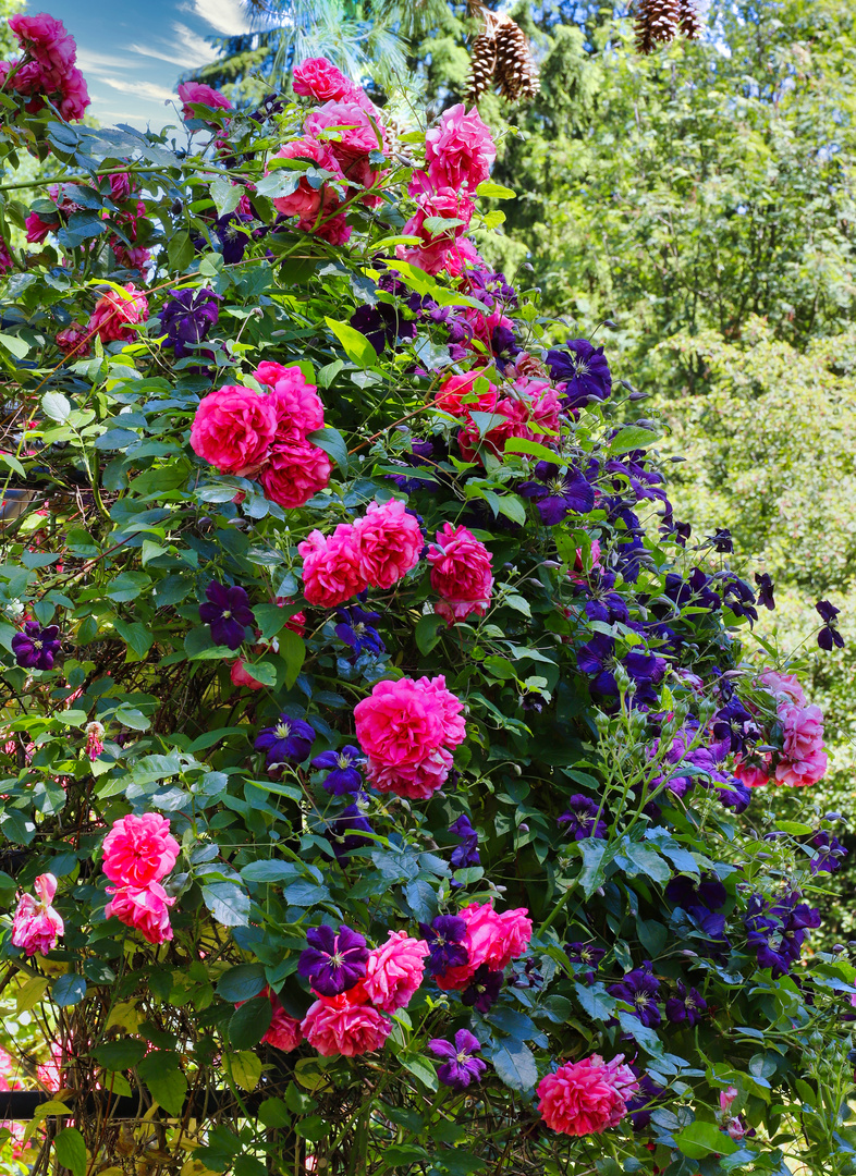 Rosen und  Clematis