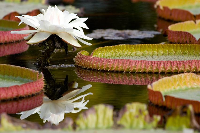 Rosen und Dornen