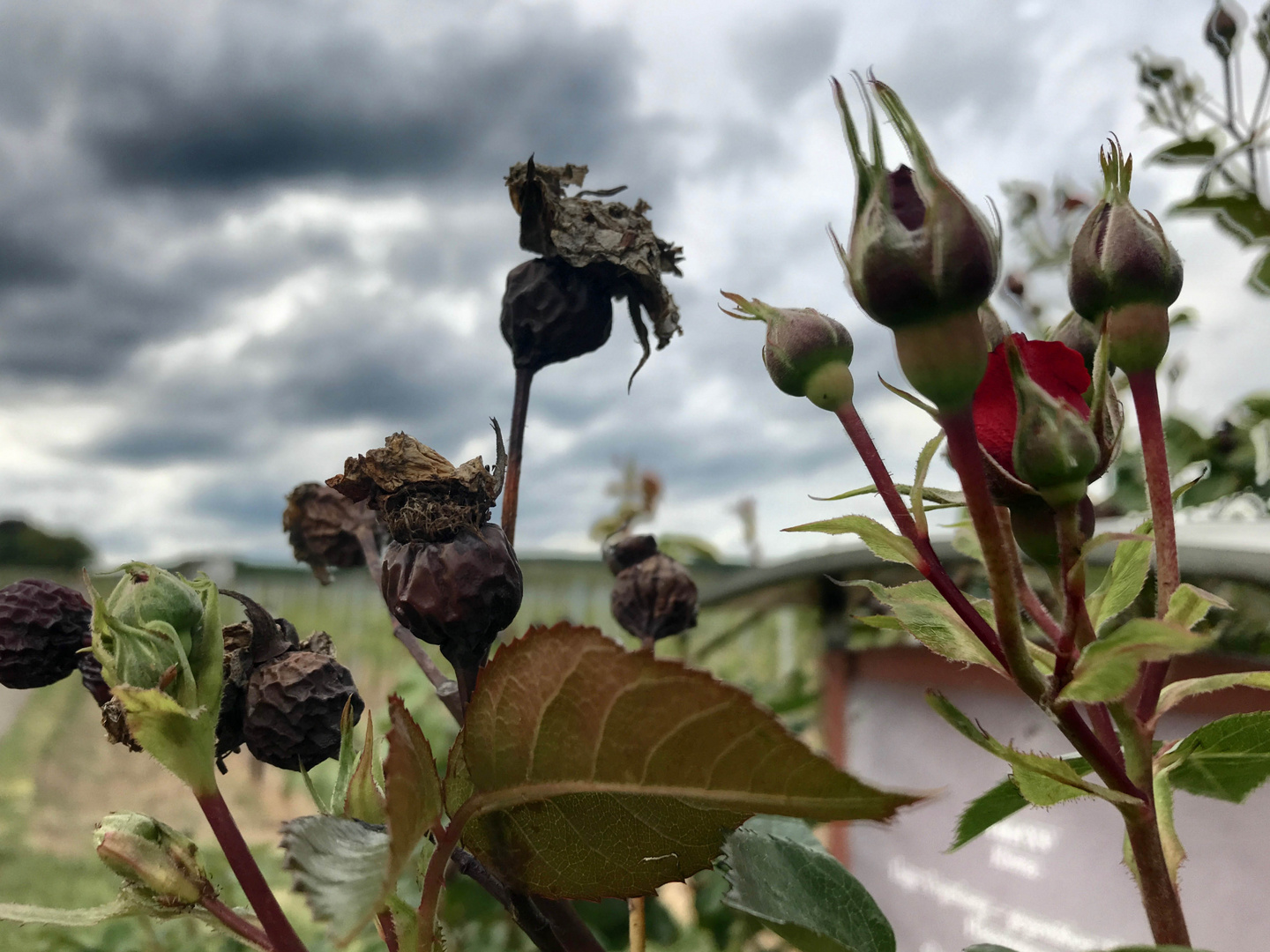 Rosen und Hagebutten