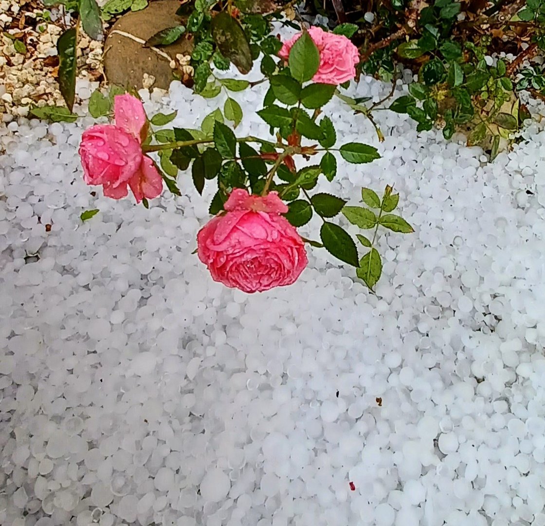 Rosen und Hagel