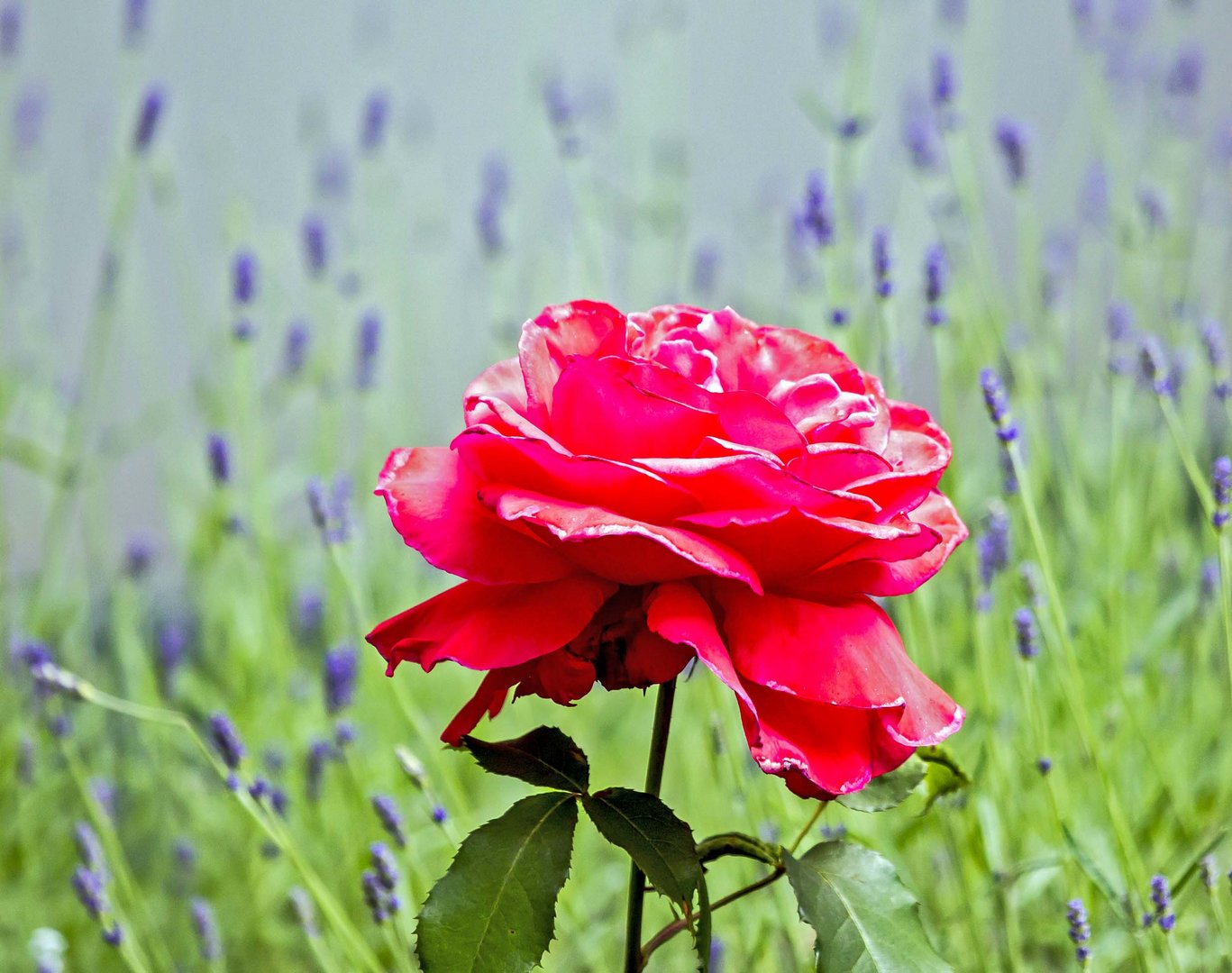 Rosen und Lavendel