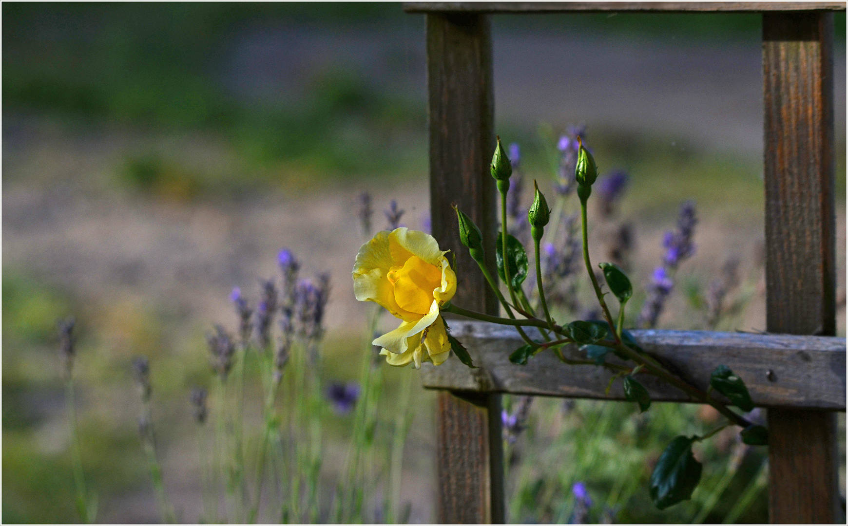 Rosen und Lavendel